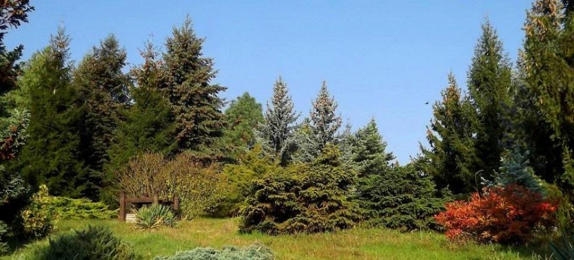 Avasi arborétum