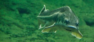 Tisza-tavi Ökocentrum Óriásakvárium